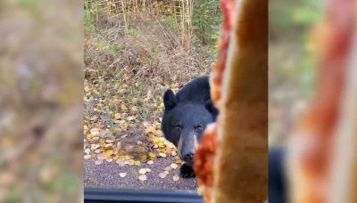 Mangia la pizza quando arriva l'orso goloso: rischia la mano
