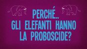 Perché gli elefanti hanno la proboscide?