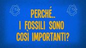Perché i fossili sono così importanti?