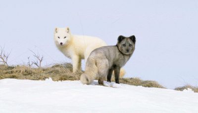 Kina e Yuk alla scoperta del mondo - Clip esclusiva