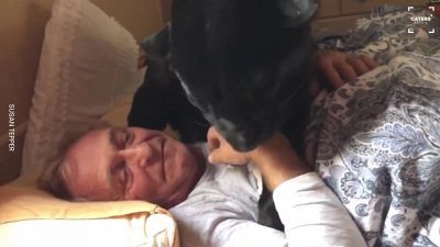 La vita con una pantera nera