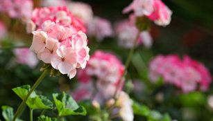 Magia con il lievito di birra