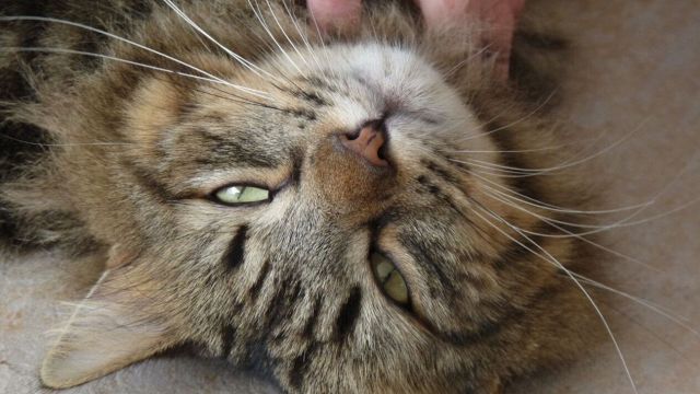 Perché fanno le fusa?