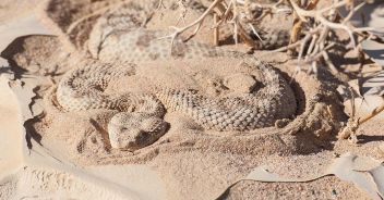 vipera-della-sabbia
