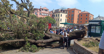 venezia-crolla-albero